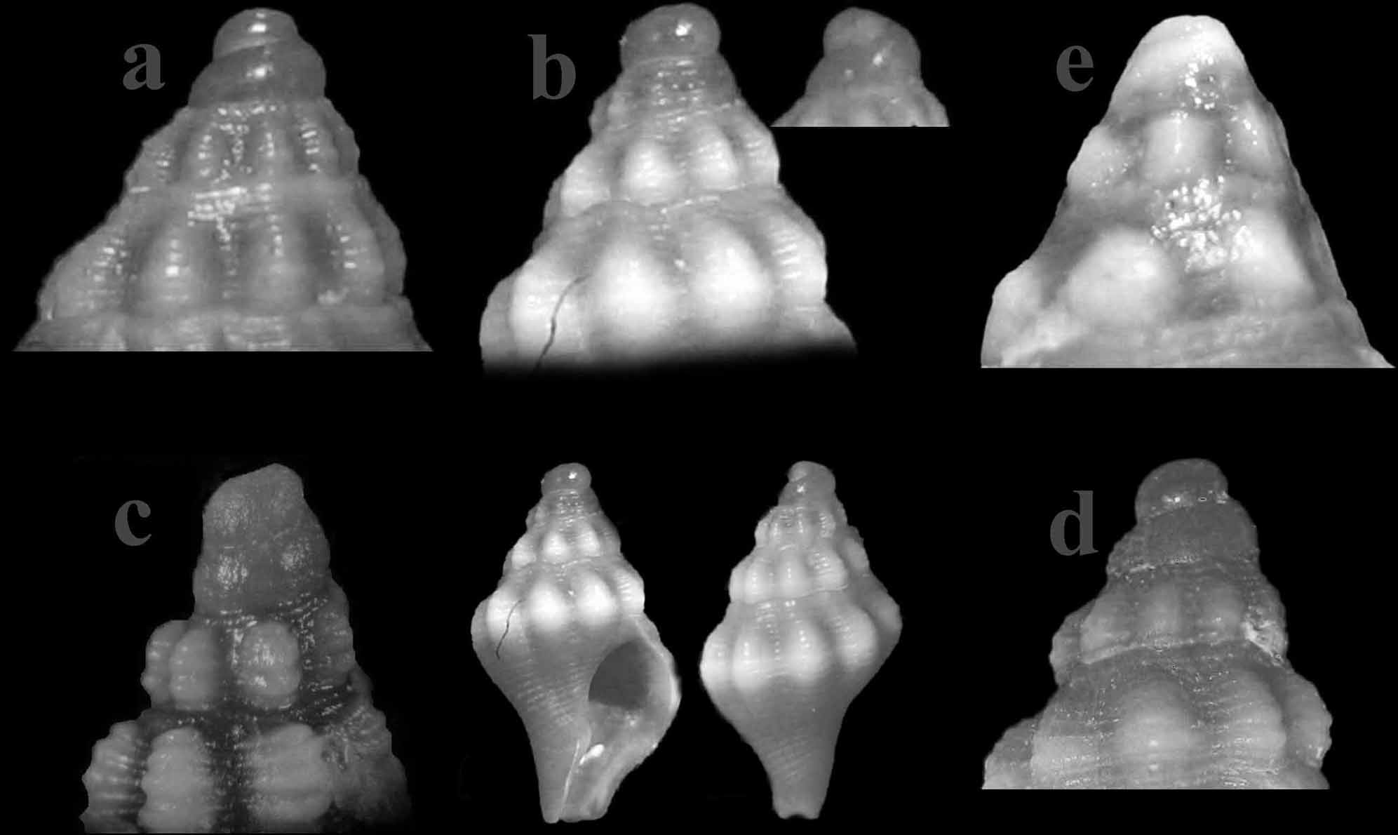 Engina leucozona = Eutria cornea  juv.